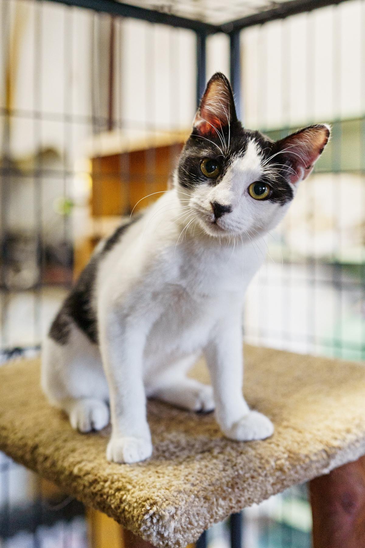 Crowley, adoptable, Young Male American Shorthair.