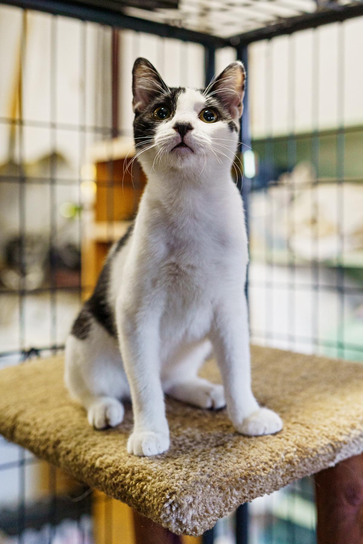 Enlarge Crowley, an adoptable American Shorthair in Marble Falls, TX image 2/4