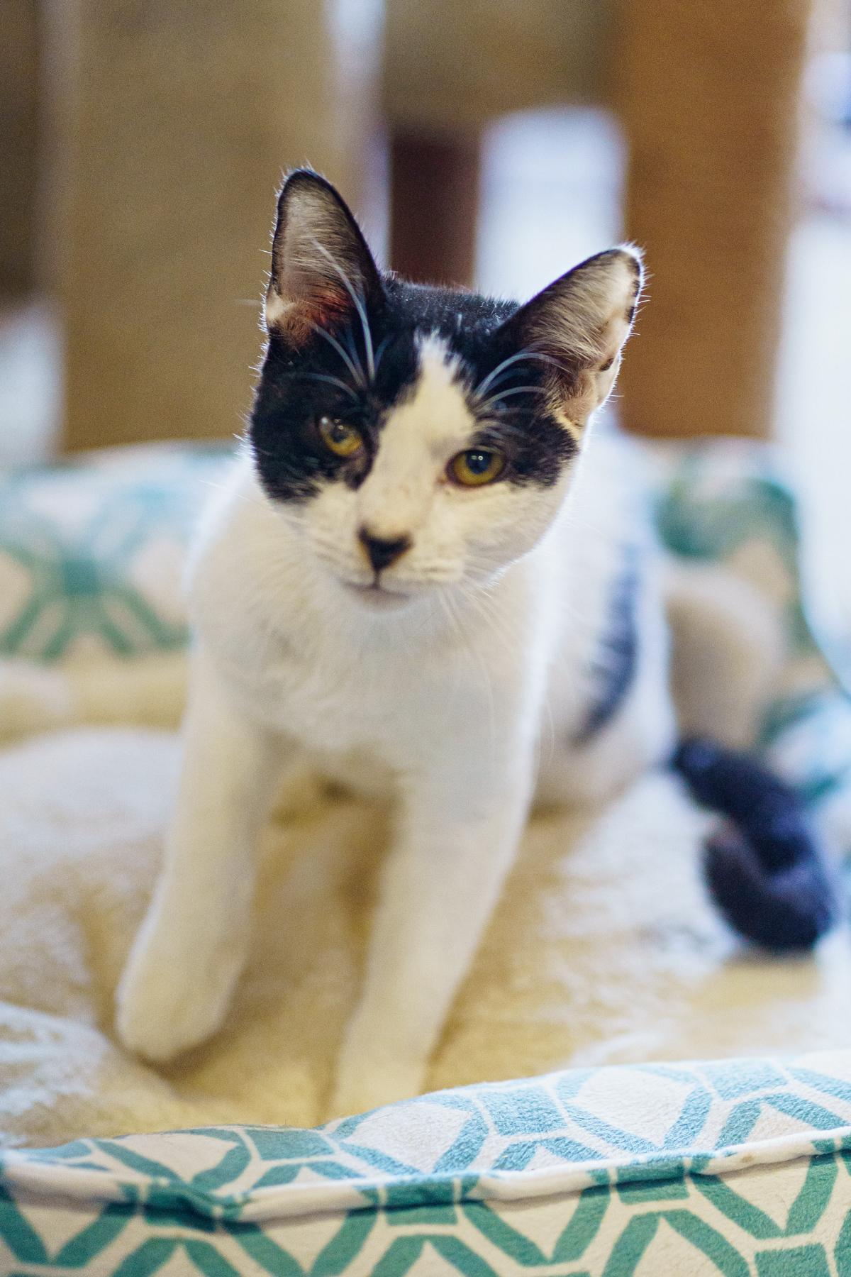 Enlarge Crowley, an adoptable American Shorthair in Marble Falls, TX image 3/4