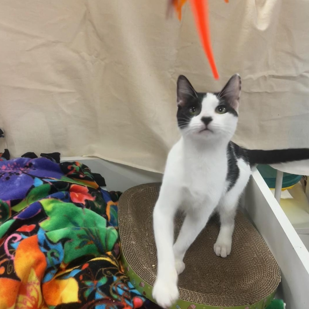 Enlarge Crowley, an adoptable American Shorthair in Marble Falls, TX image 4/4
