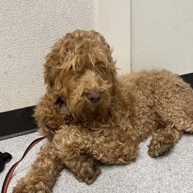 Bingo, ADOPTABLE, Adult Male Poodle.