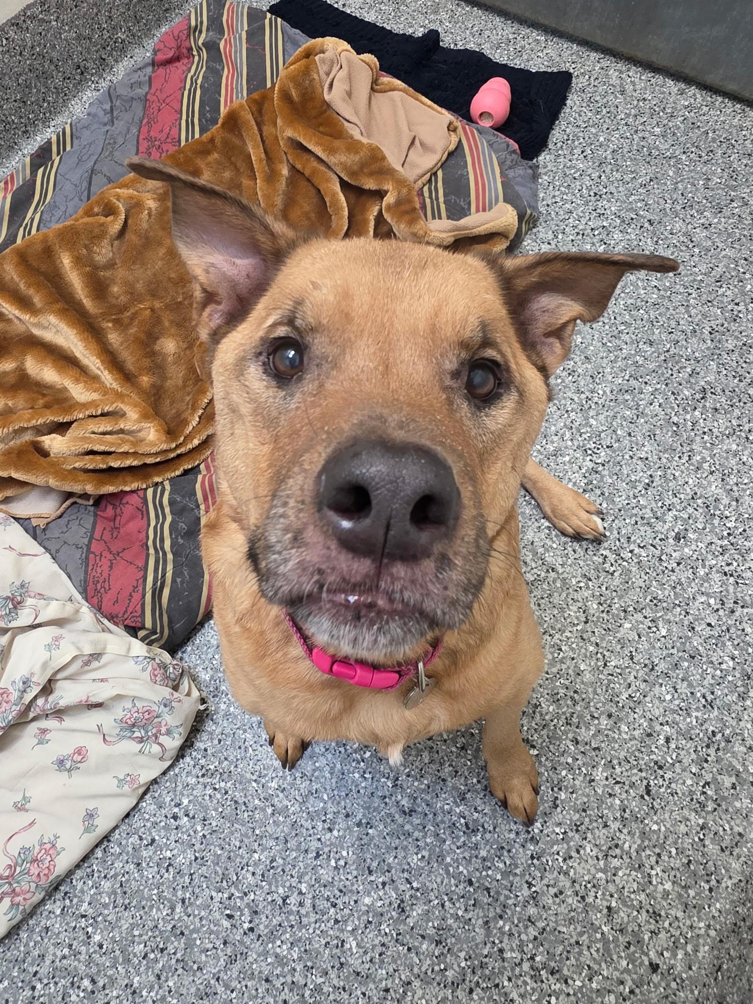 Enlarge Minnie, a ADOPTABLE mixed breed in New Westminster, BC image 2/2