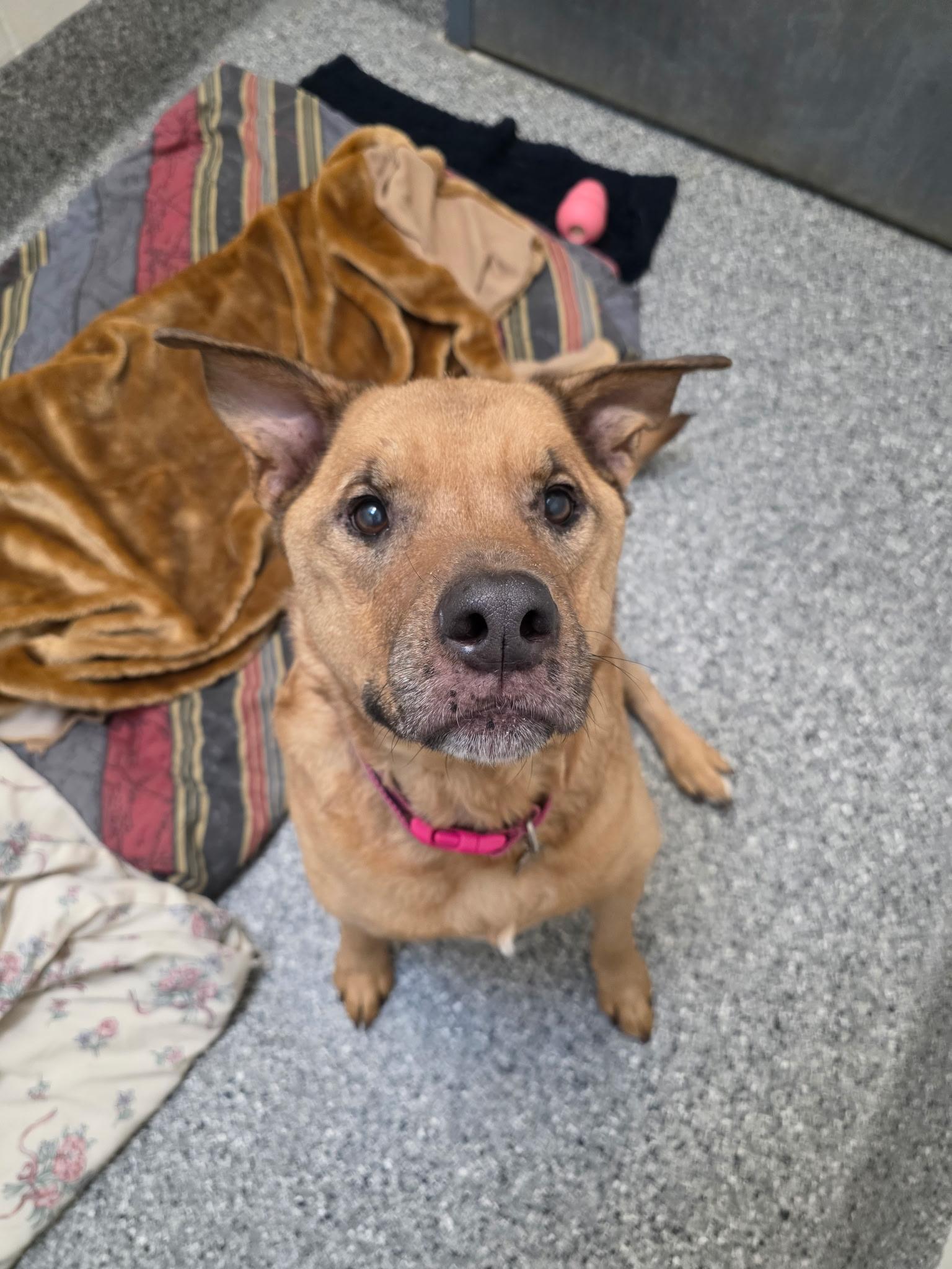 Enlarge Minnie, a ADOPTABLE mixed breed in New Westminster, BC image 1/2