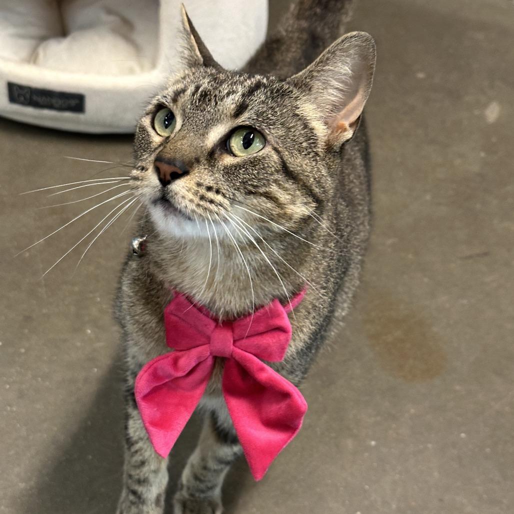 Enlarge Gizmo, a Adoptable Domestic Short Hair in Evanston, IL image 2/3
