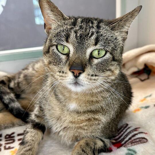 Enlarge Gizmo, a Adoptable Domestic Short Hair in Evanston, IL image 3/3