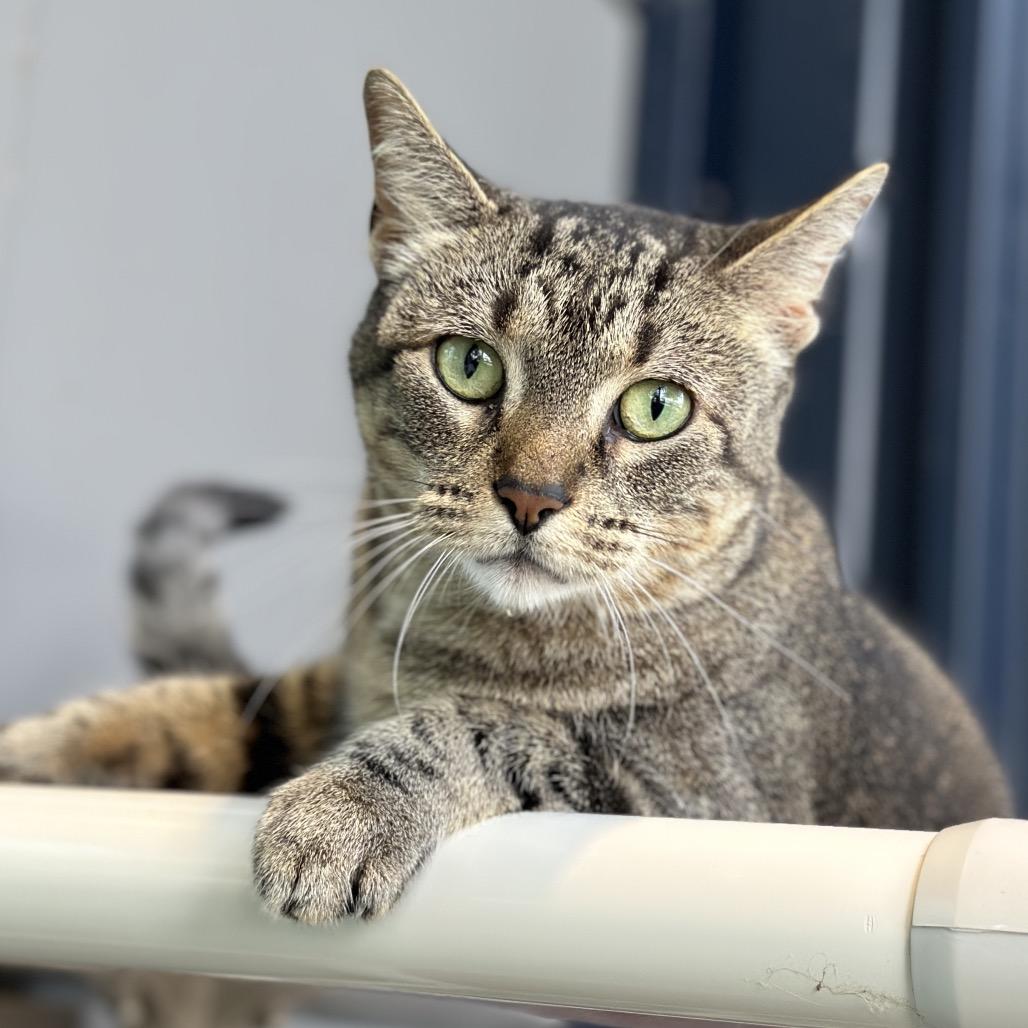Enlarge Gizmo, a Adoptable Domestic Short Hair in Evanston, IL image 1/3