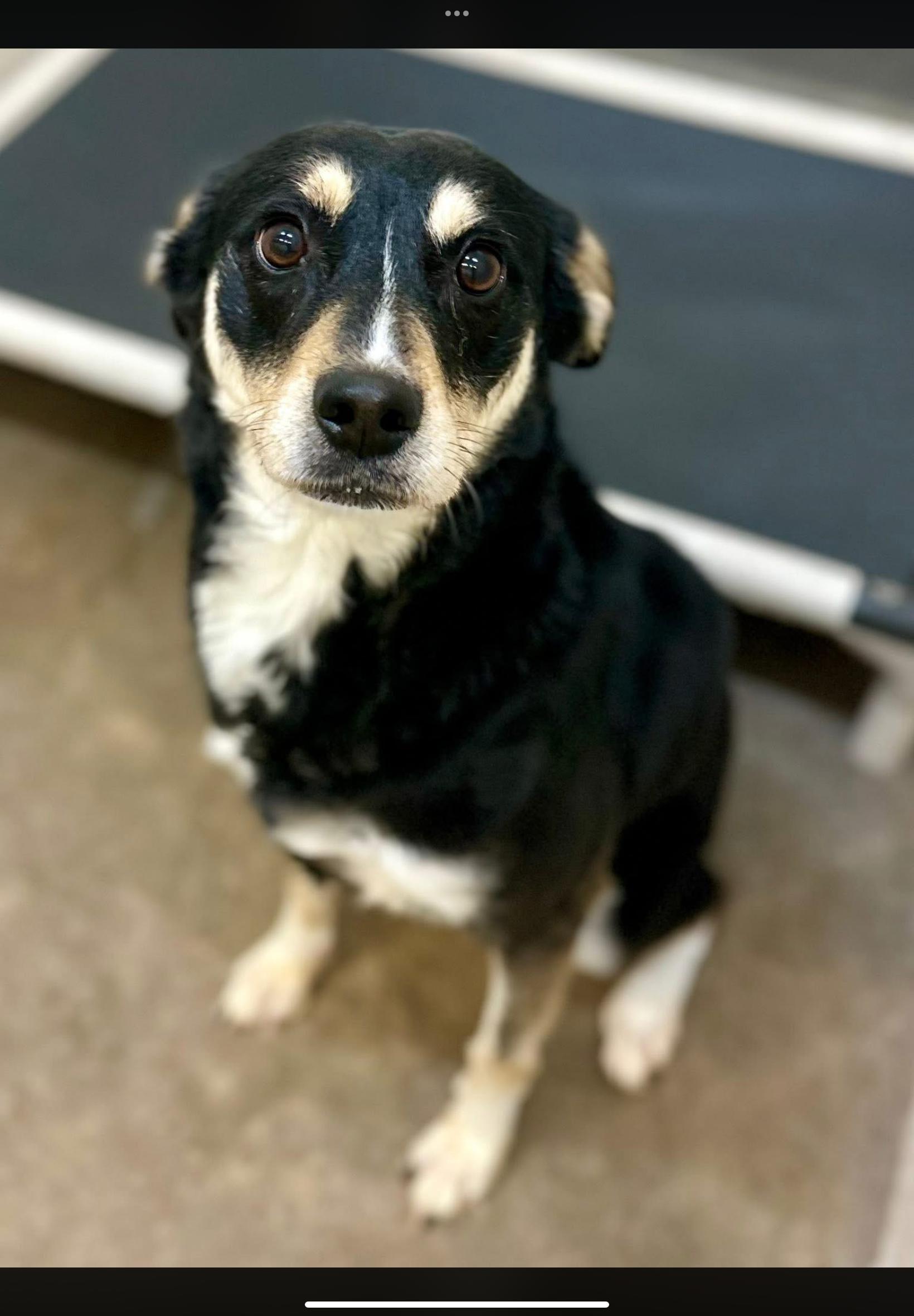 Enlarge Muffin, a ADOPTABLE mixed breed in Sherman, TX image 1/1