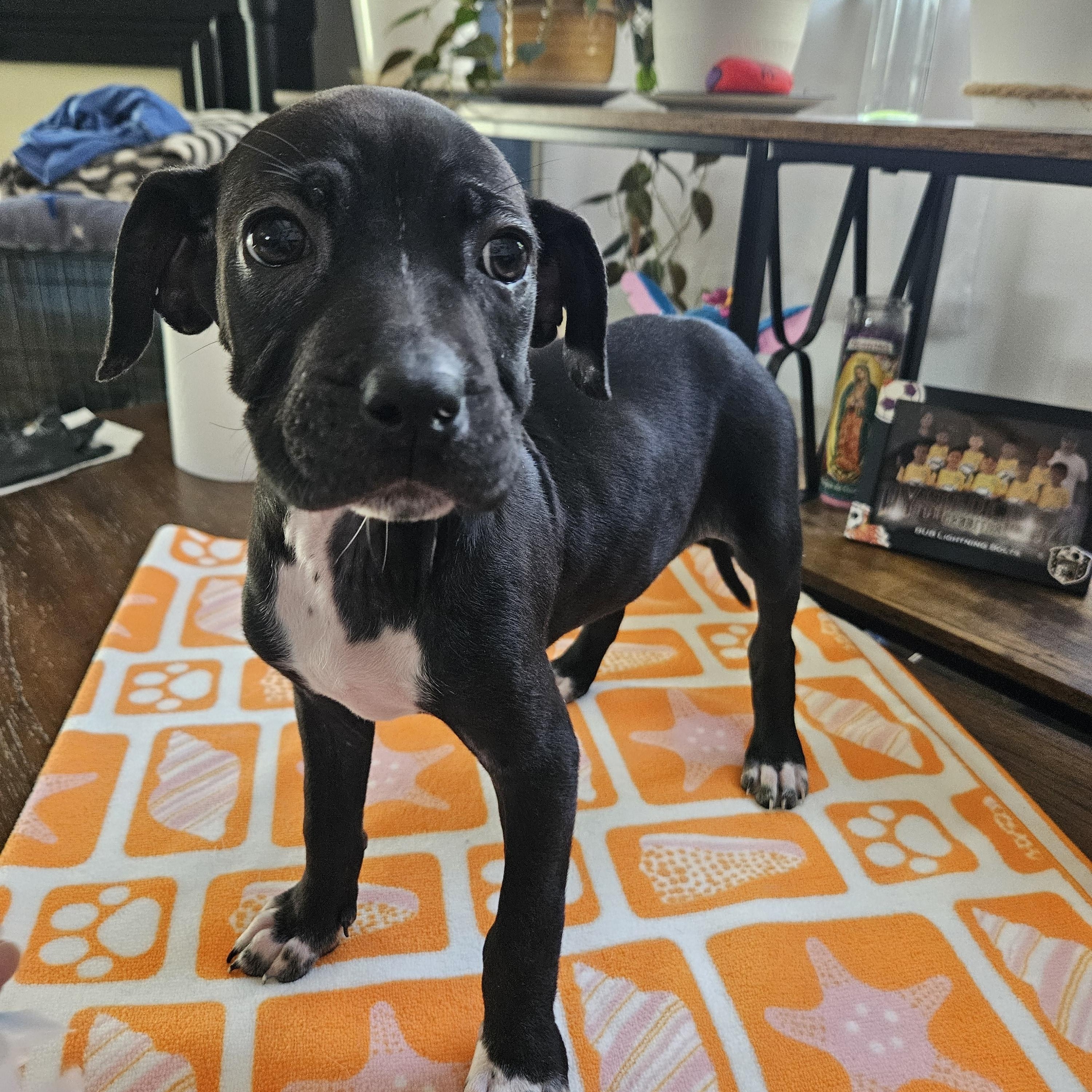 Luna, ADOPTABLE, Puppy Female Black Labrador Retriever.