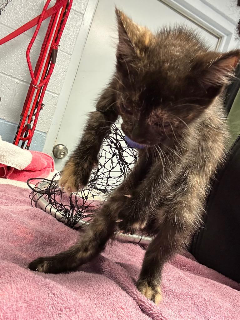 Libby, Adoptable, Kitten Female Domestic Short Hair.