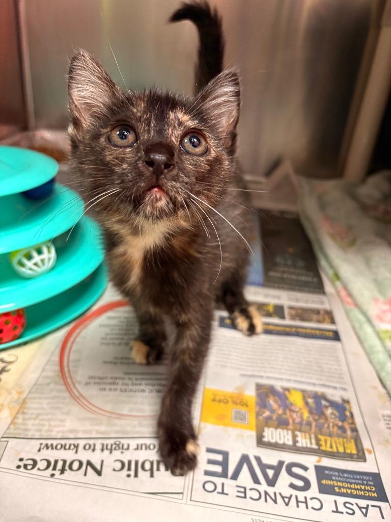 Enlarge Libby, a Adoptable mixed breed in Detroit, MI image 2/2