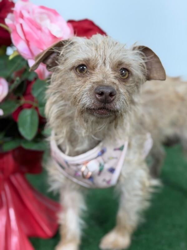 Rosita-One of our Amazing Rescue Dogs, adopted, Young Female Cairn Terrier & Border Terrier.