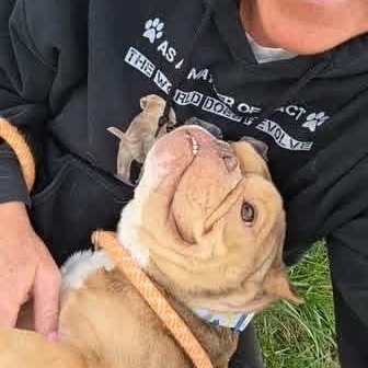 Enlarge Squash, a Adoptable mixed breed in Minooka, IL image 2/3