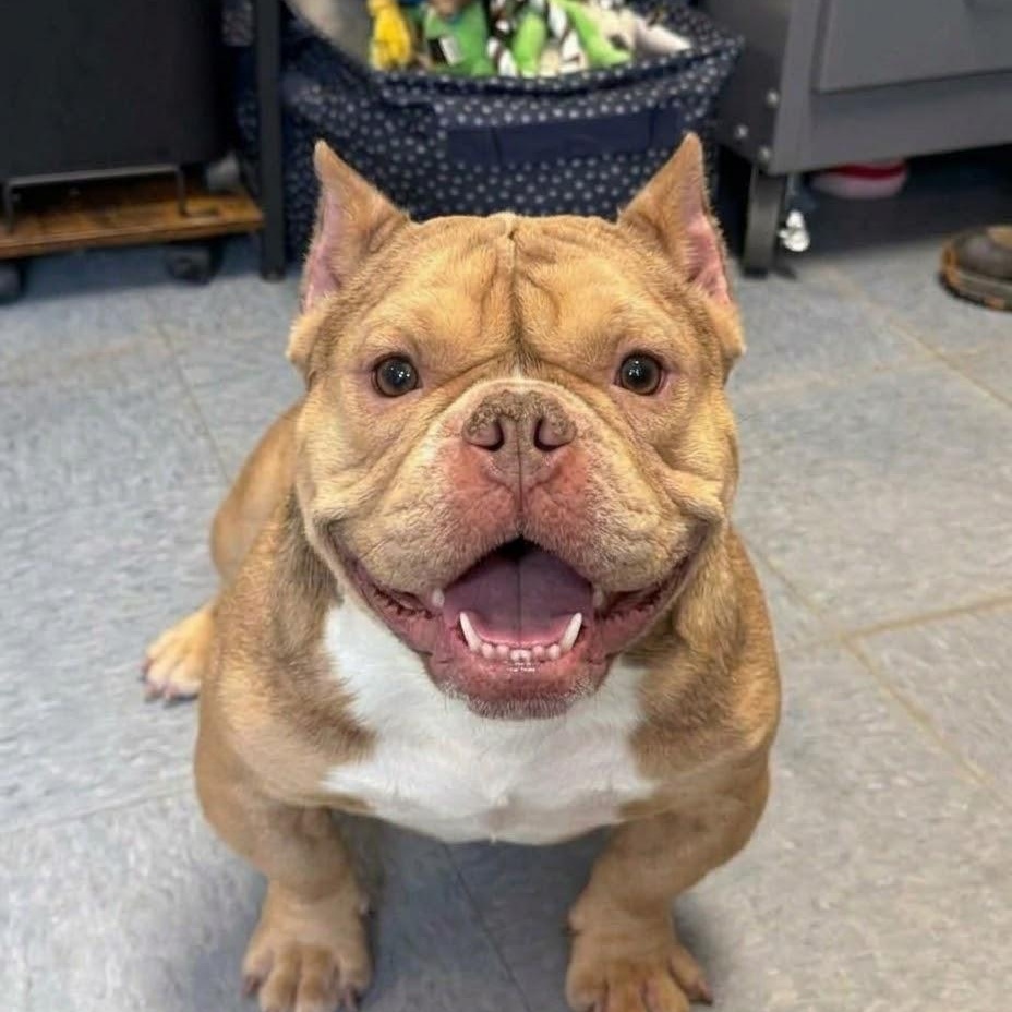 Enlarge Squash, a Adoptable mixed breed in Minooka, IL image 1/3