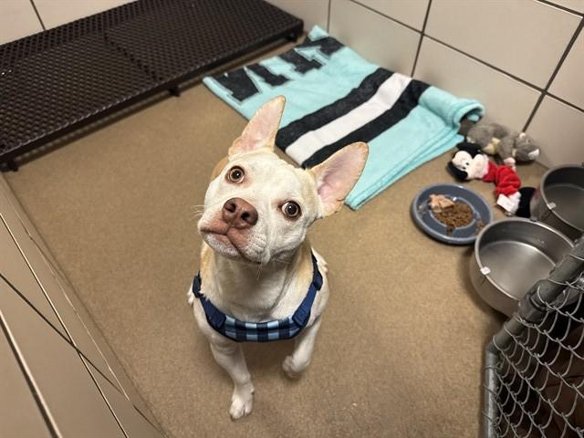 LIGHTNING MCQUEEN, Adoptable, Young Male Pit Bull Terrier & Mixed Breed.