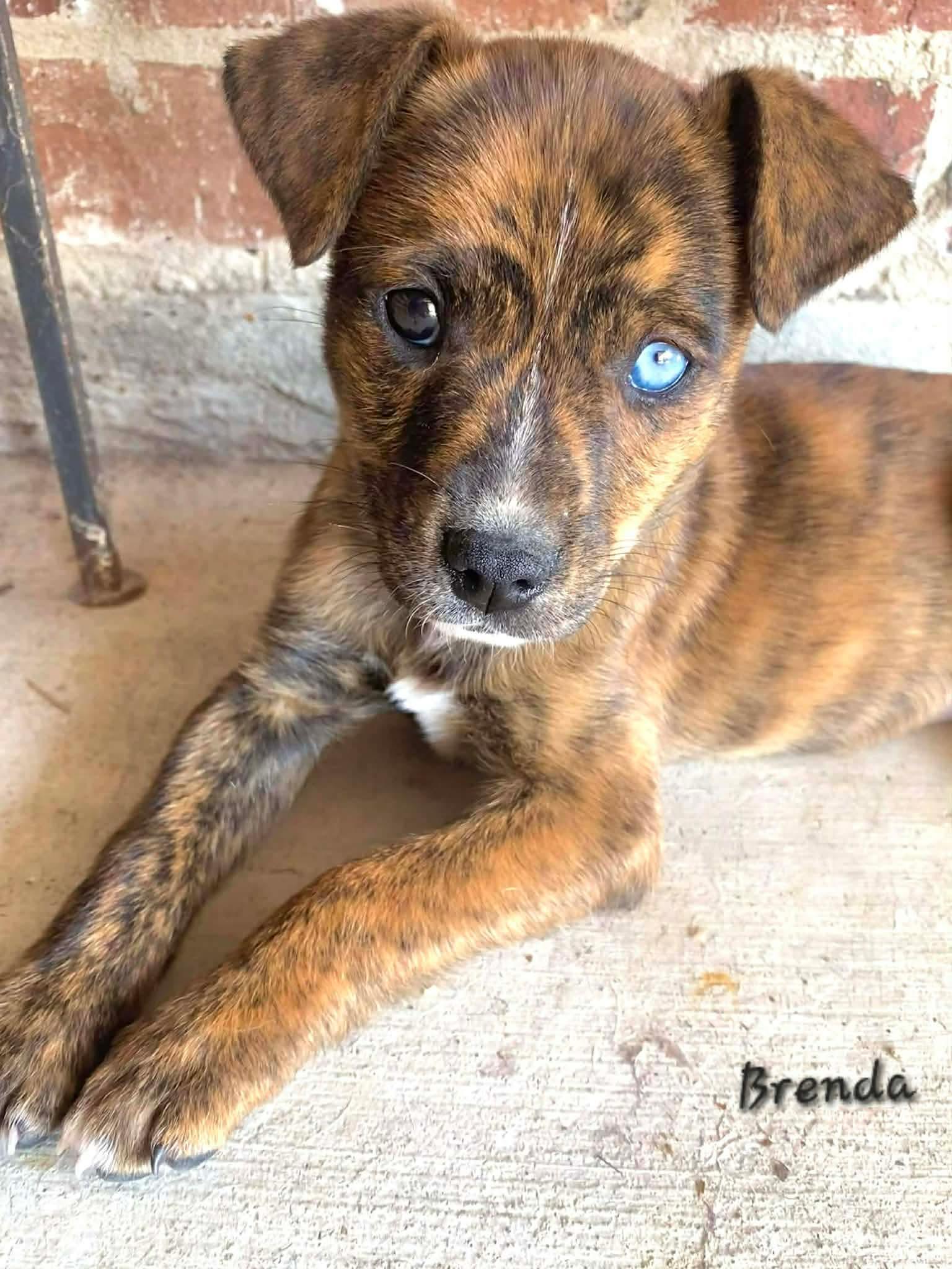 Brenda-brindle beauty
