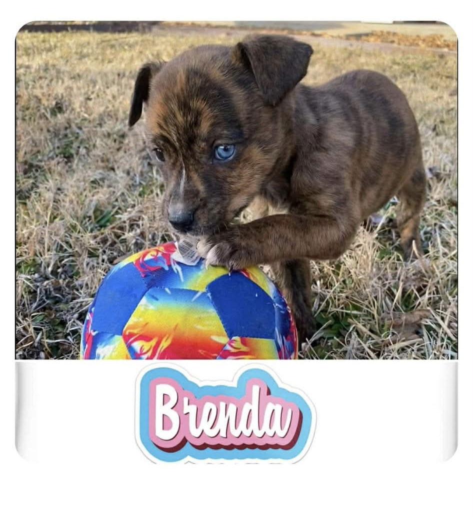 Brenda-brindle beauty — thumbnail 2