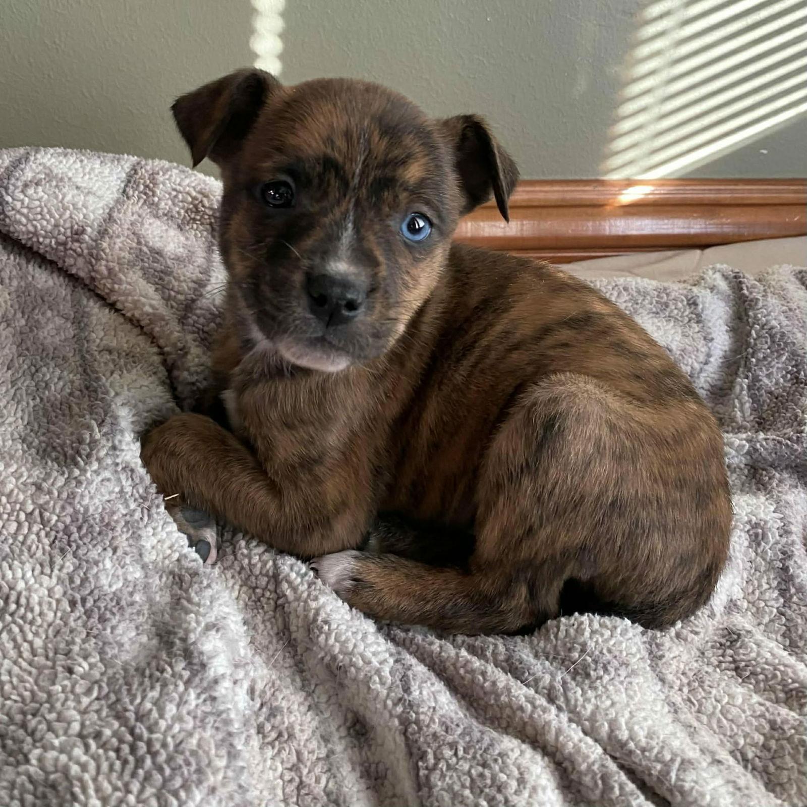 Brenda, a Adopted mixed breed in Oakhurst, NJ image 3/3