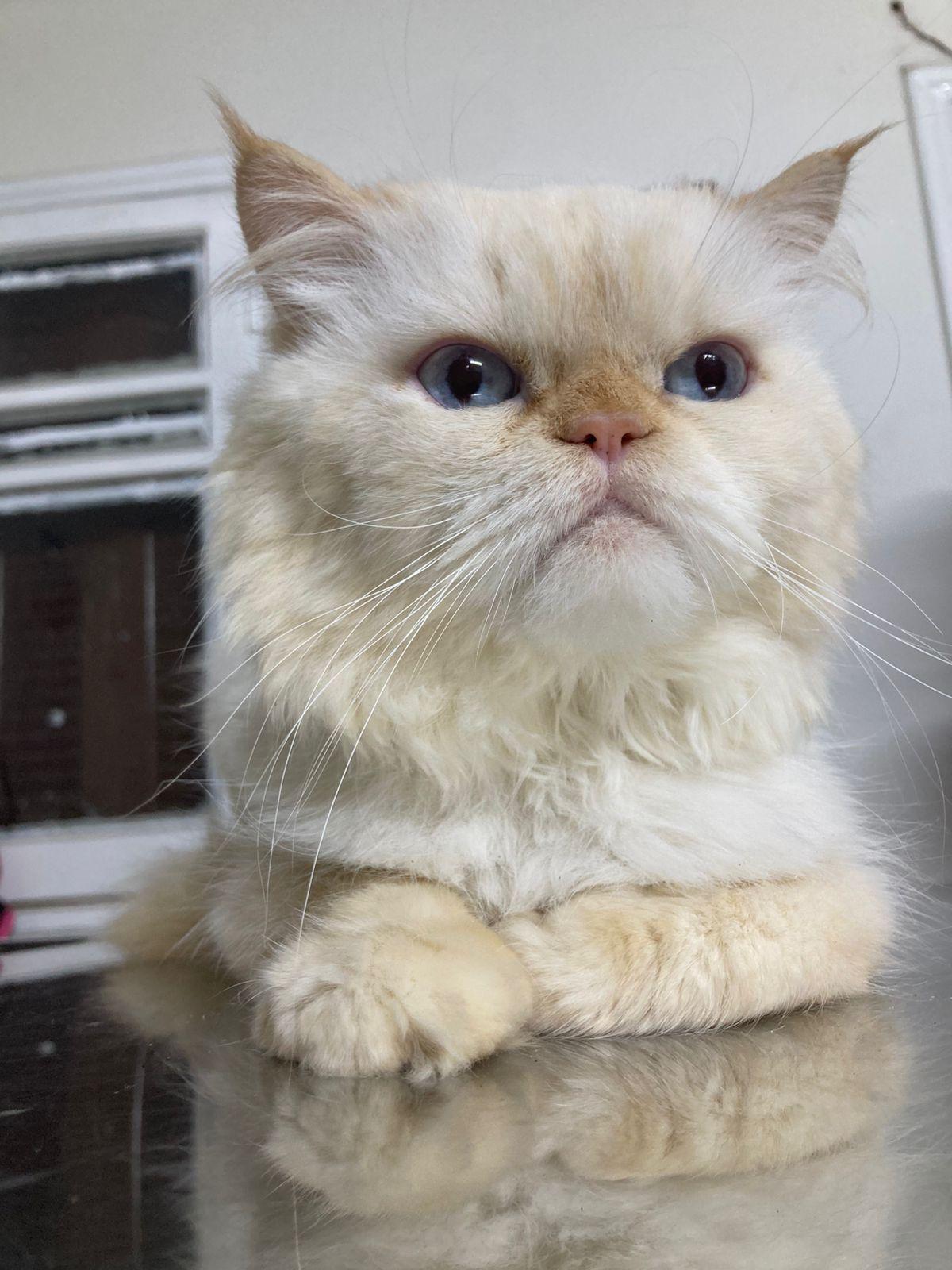 Timon , a ADOPTABLE mixed breed in North York, ON image 1/2