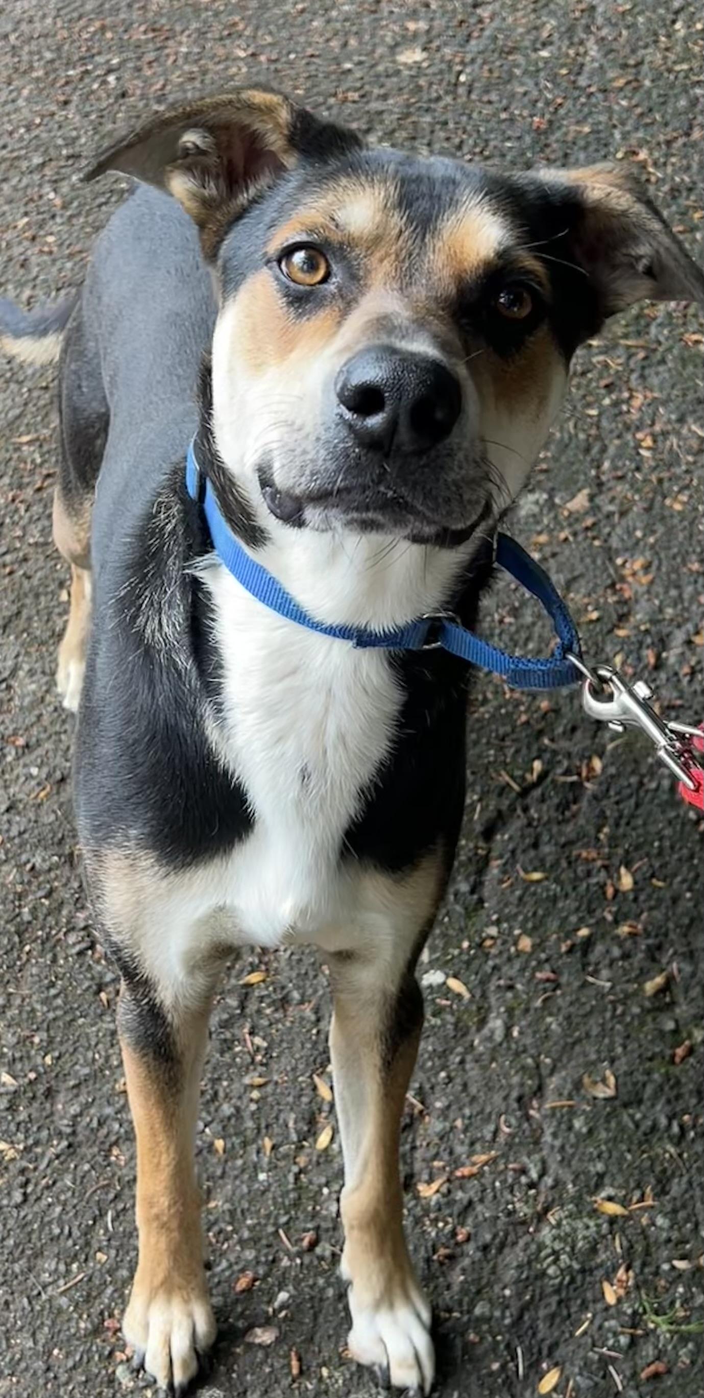 Lewy, Adopted, Adult Male Anatolian Shepherd.