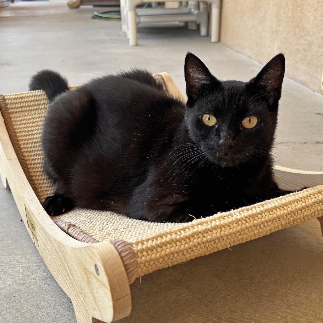 Enlarge Merle, a Adoptable Domestic Short Hair in Ojai, CA image 1/2