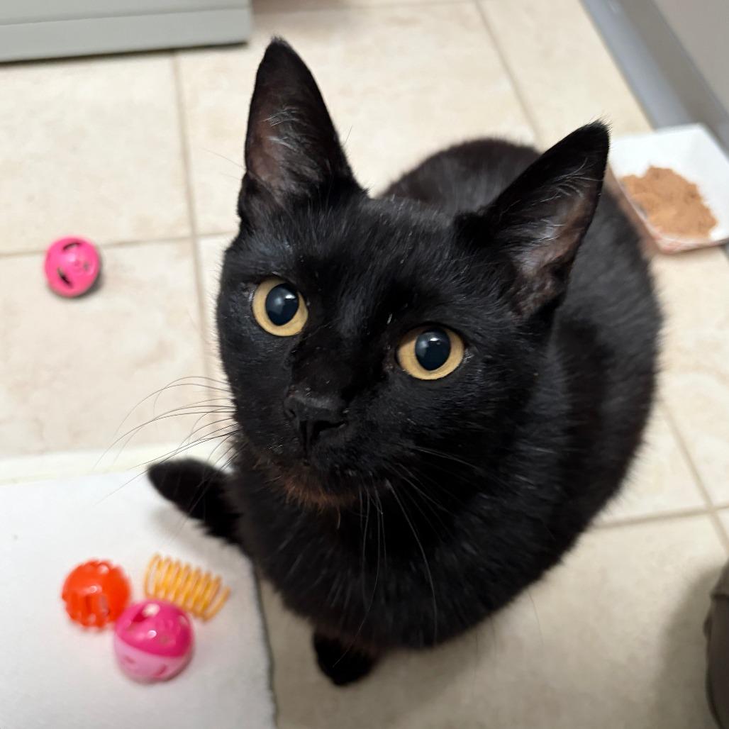 Enlarge Merle, a Adoptable Domestic Short Hair in Ojai, CA image 2/2