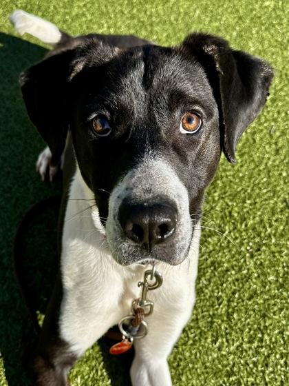 Bobby, Adoptable, Adult Male Mixed Breed & Mixed Breed.