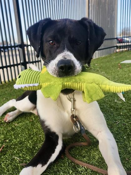 Bobby, Adoptable, Adult Male Mixed Breed & Mixed Breed.
