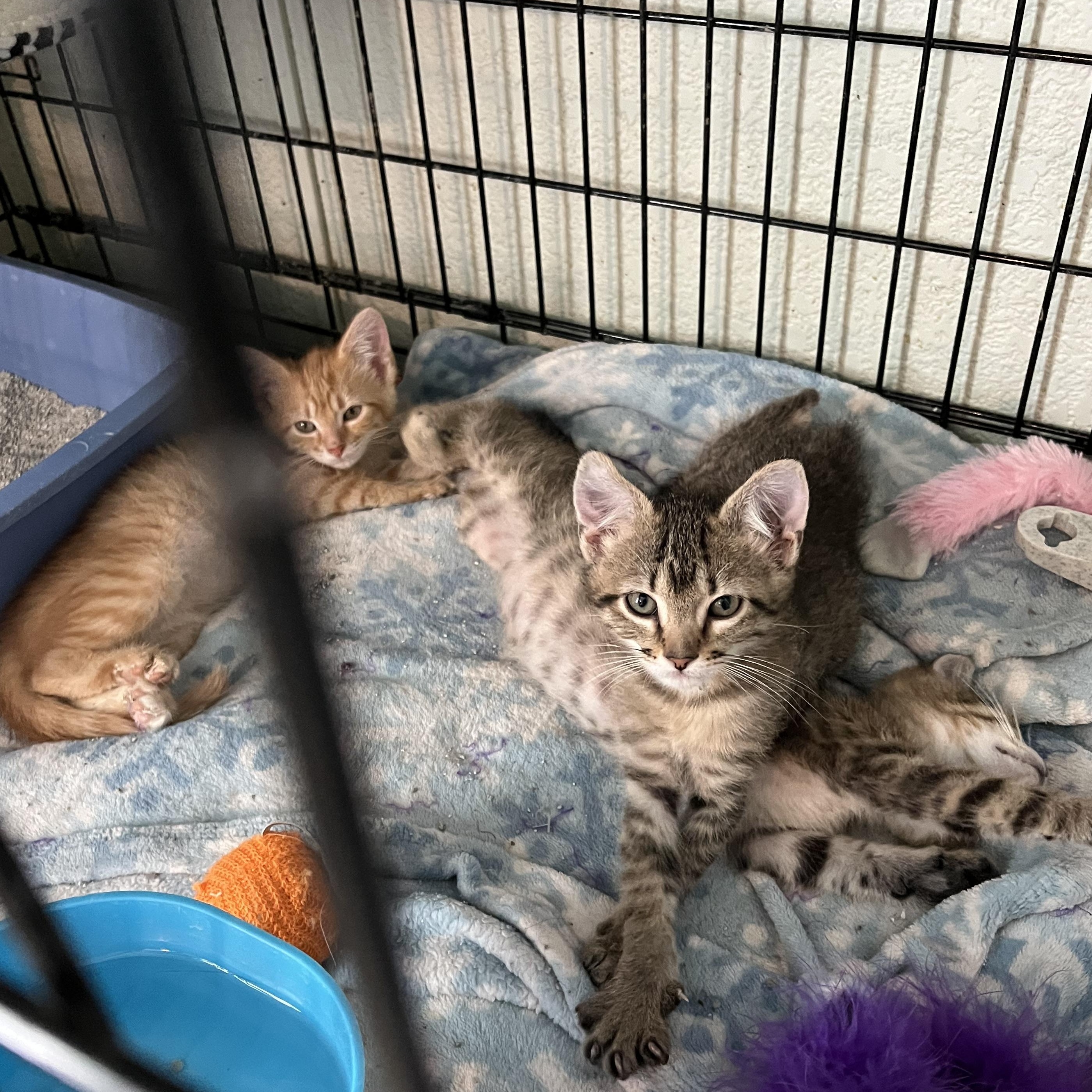 Cookie, Brownie and Sundae