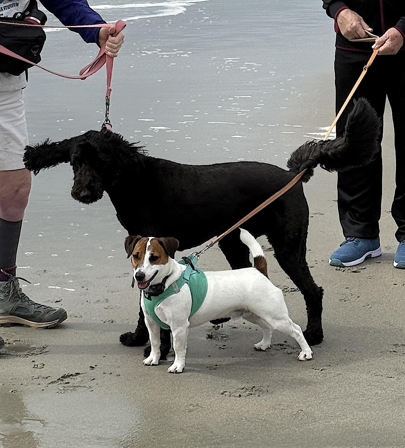 Enlarge Fletcher, a Adopted Jack Russell Terrier in Soddy-Daisy, TN image 4/6
