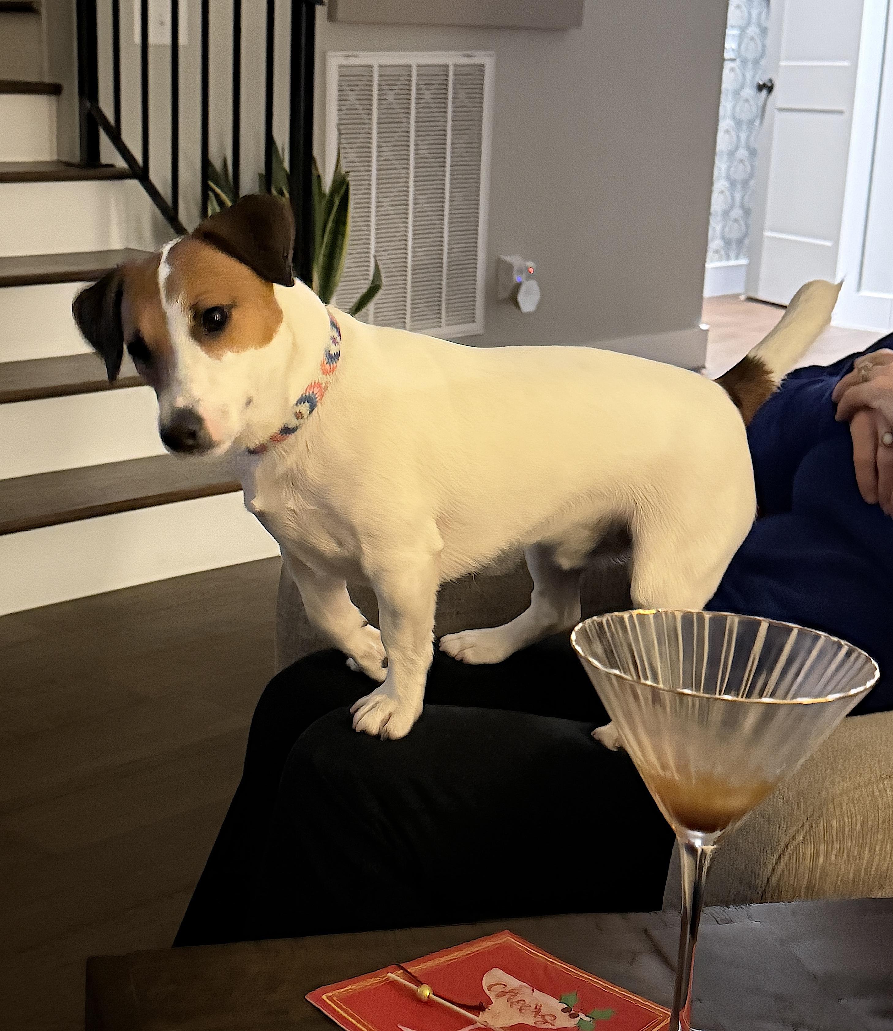 Enlarge Fletcher, a Adopted Jack Russell Terrier in Soddy-Daisy, TN image 5/6