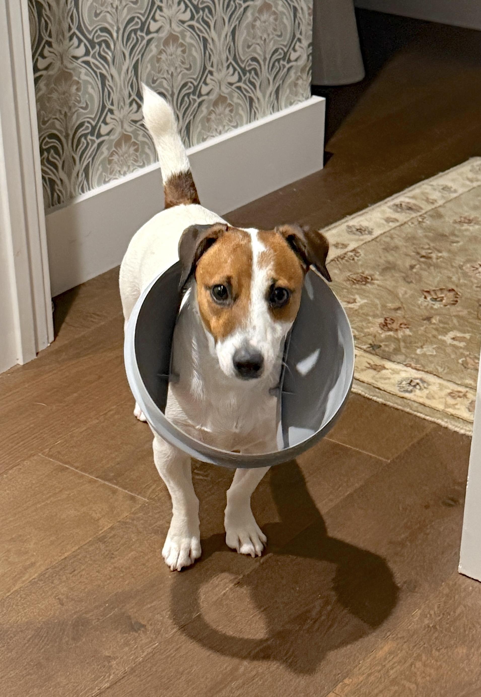Enlarge Fletcher, a Adopted Jack Russell Terrier in Soddy-Daisy, TN image 6/6