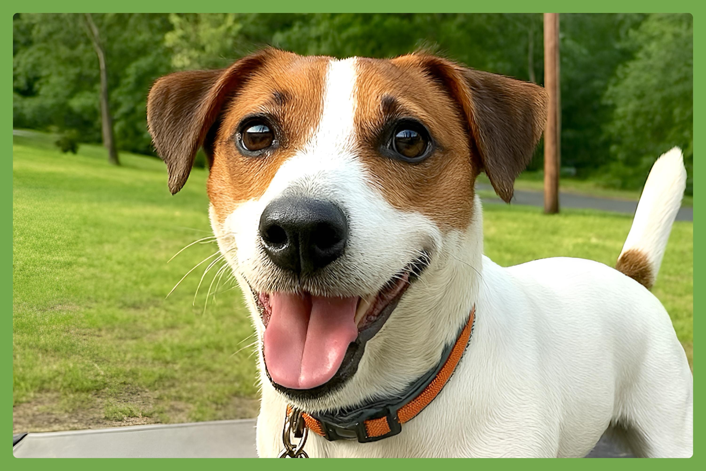 Fletcher, Adopted, Adult Male Jack Russell Terrier.