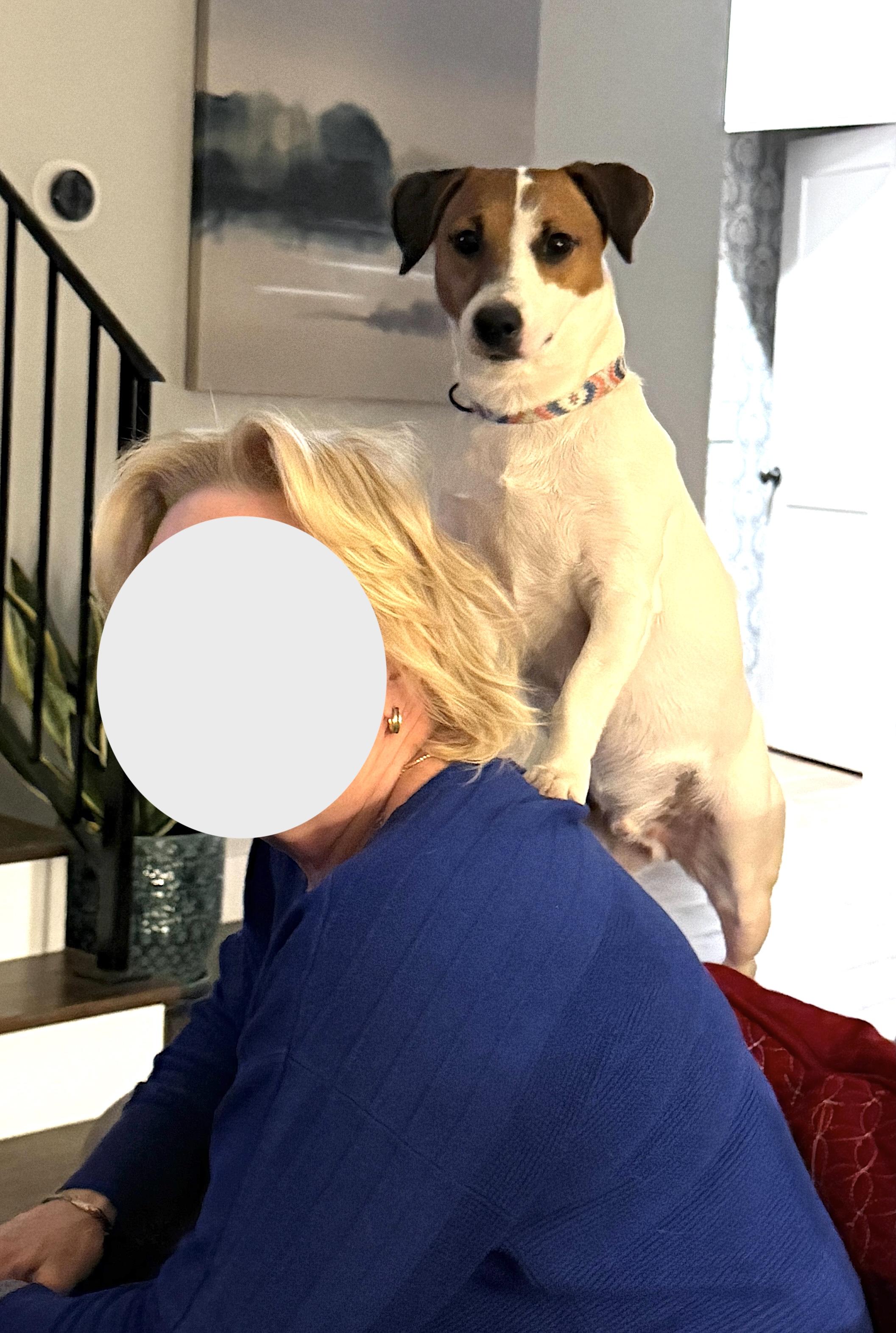 Enlarge Fletcher, a Adopted Jack Russell Terrier in Soddy-Daisy, TN image 3/6