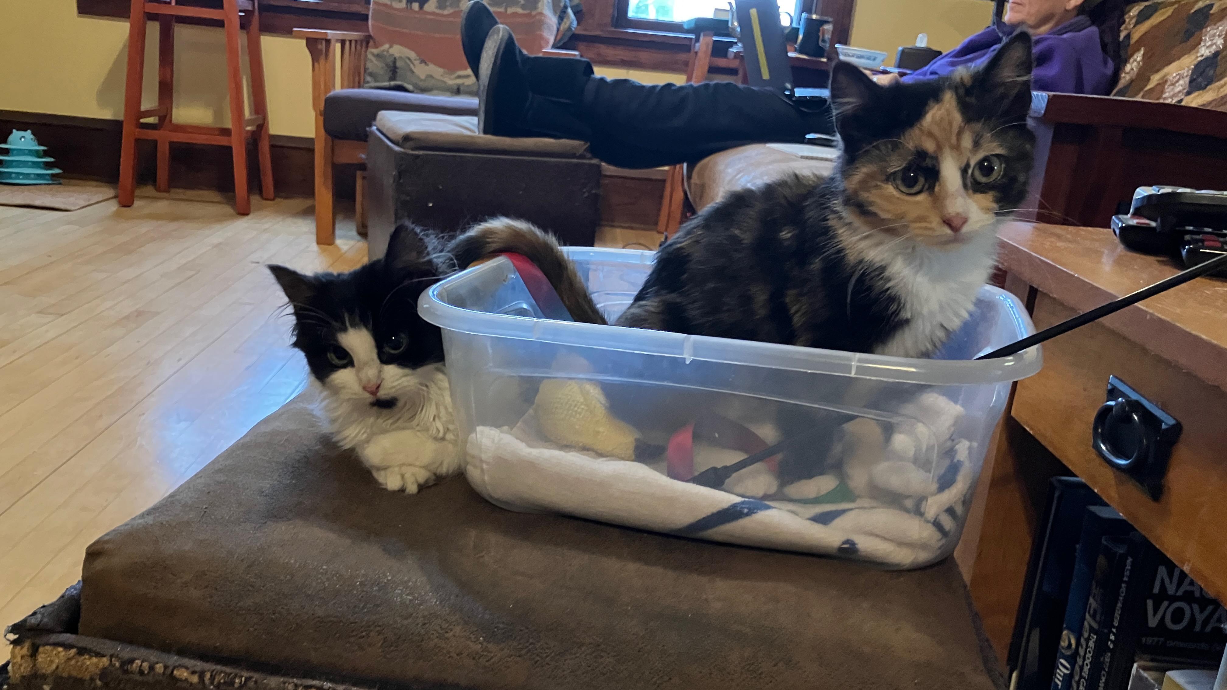 Enlarge Eline & Sizzle, an adopted Domestic Medium Hair in Milwaukee, WI image 4/6