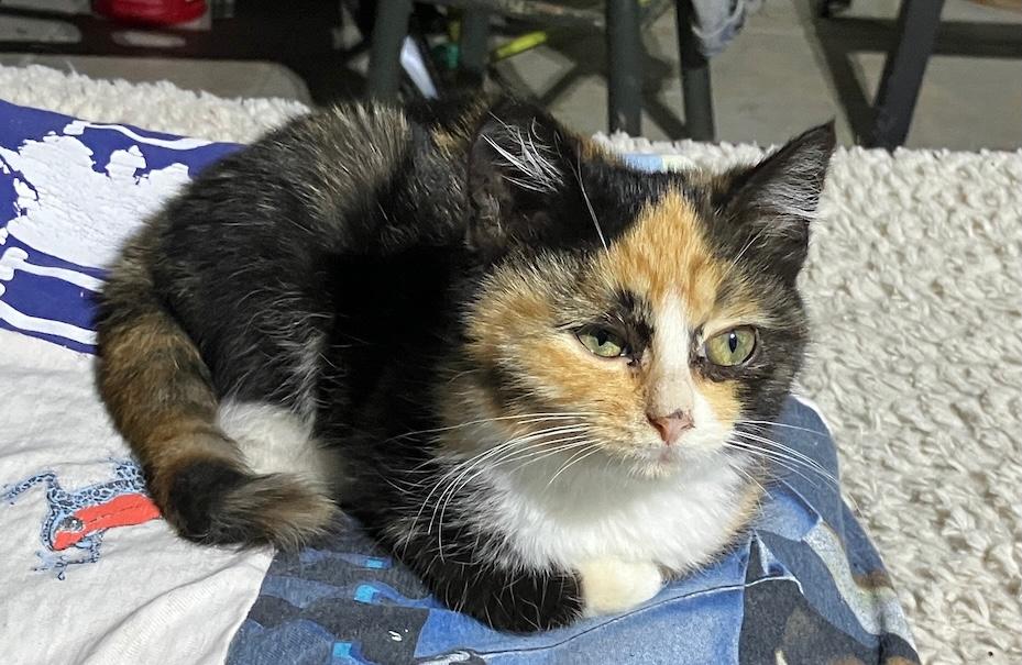 Enlarge Eline & Sizzle, an adopted Domestic Medium Hair in Milwaukee, WI image 2/6