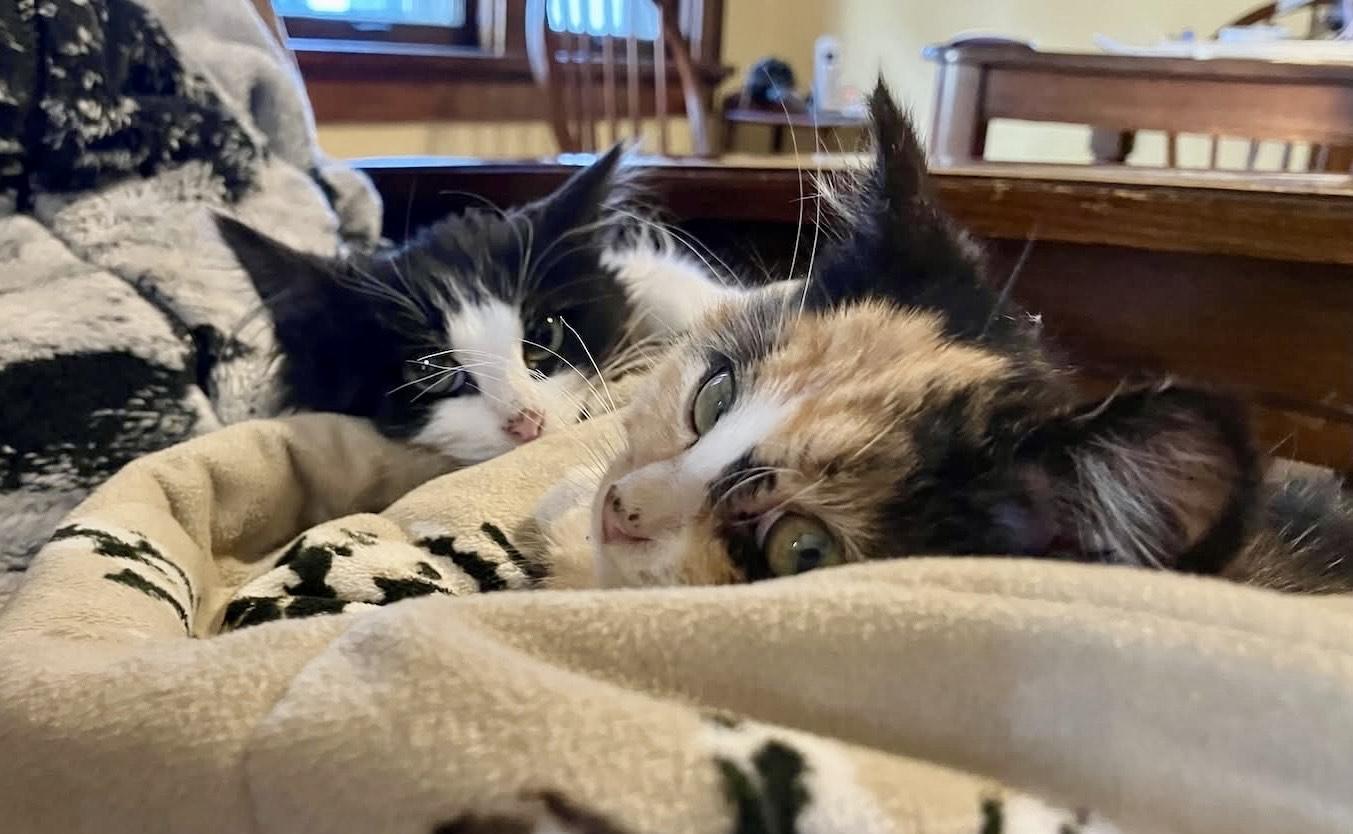 Eline & Sizzle, adopted, Kitten Female Domestic Medium Hair.