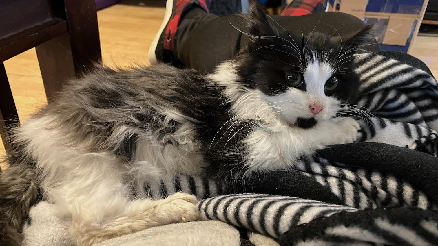 Enlarge Eline & Sizzle, an adopted Domestic Medium Hair in Milwaukee, WI image 3/6