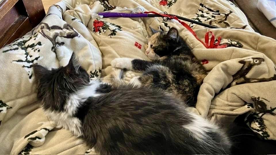 Enlarge Eline & Sizzle, an adopted Domestic Medium Hair in Milwaukee, WI image 6/6