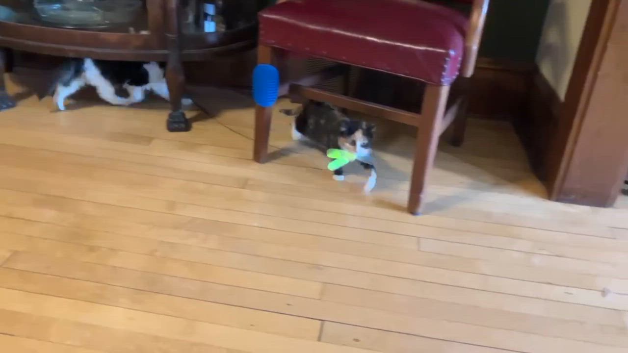 Enlarge Eline & Sizzle, an adopted Domestic Medium Hair in Milwaukee, WI video 5/6