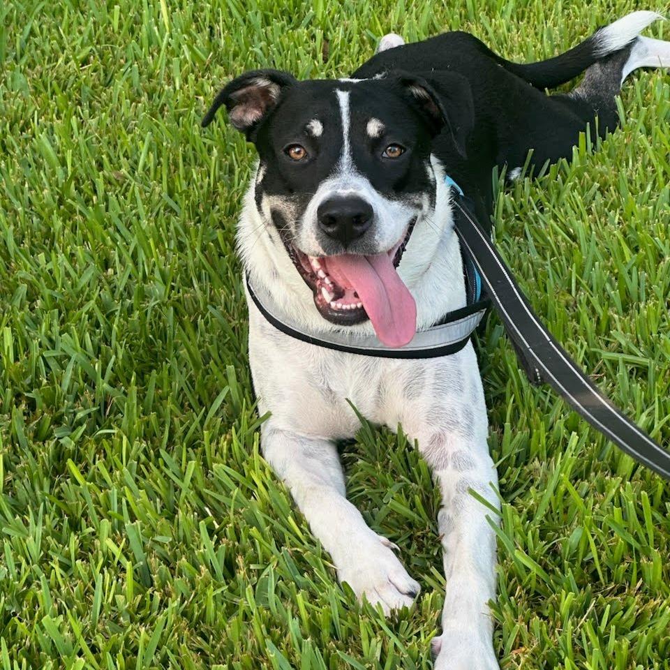 Angus, Adoptable, Young Male Mixed Breed.