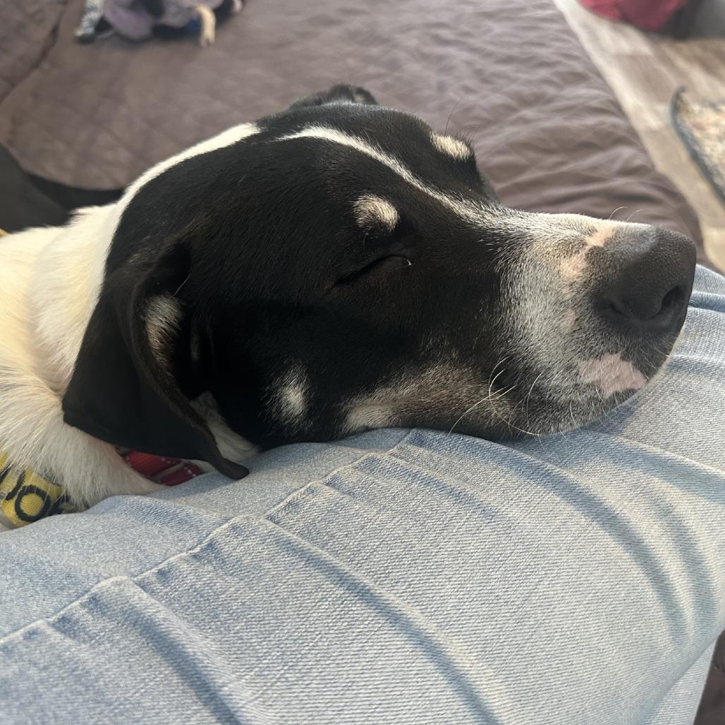 Enlarge Angus, a Adoptable Mixed Breed in Galveston, TX image 5/6