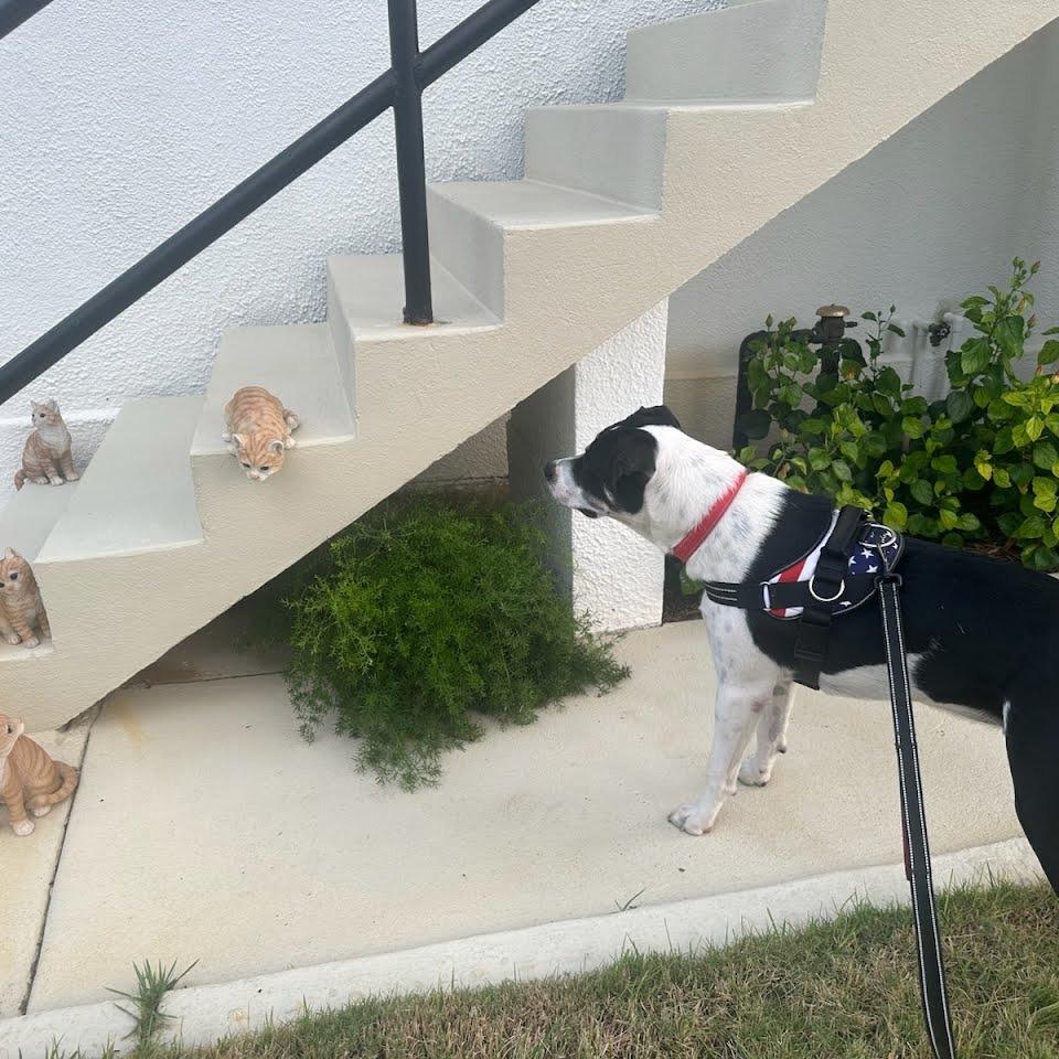 Enlarge Angus, a Adoptable Mixed Breed in Galveston, TX image 6/6