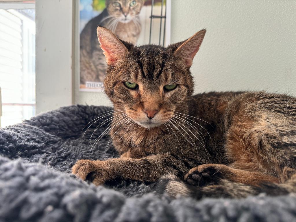 Albert, Adoptable, Senior Male Domestic Short Hair.