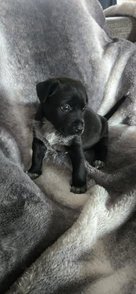 Dottie, adopted, Puppy Female Labrador Retriever & Chiweenie.