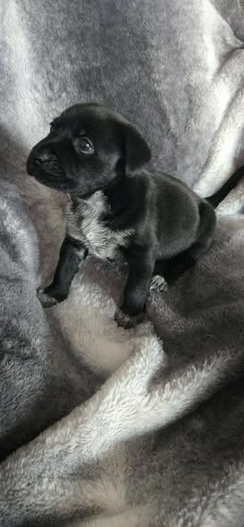 Enlarge Dottie, an adopted mixed breed in Wichita Falls, TX image 2/2