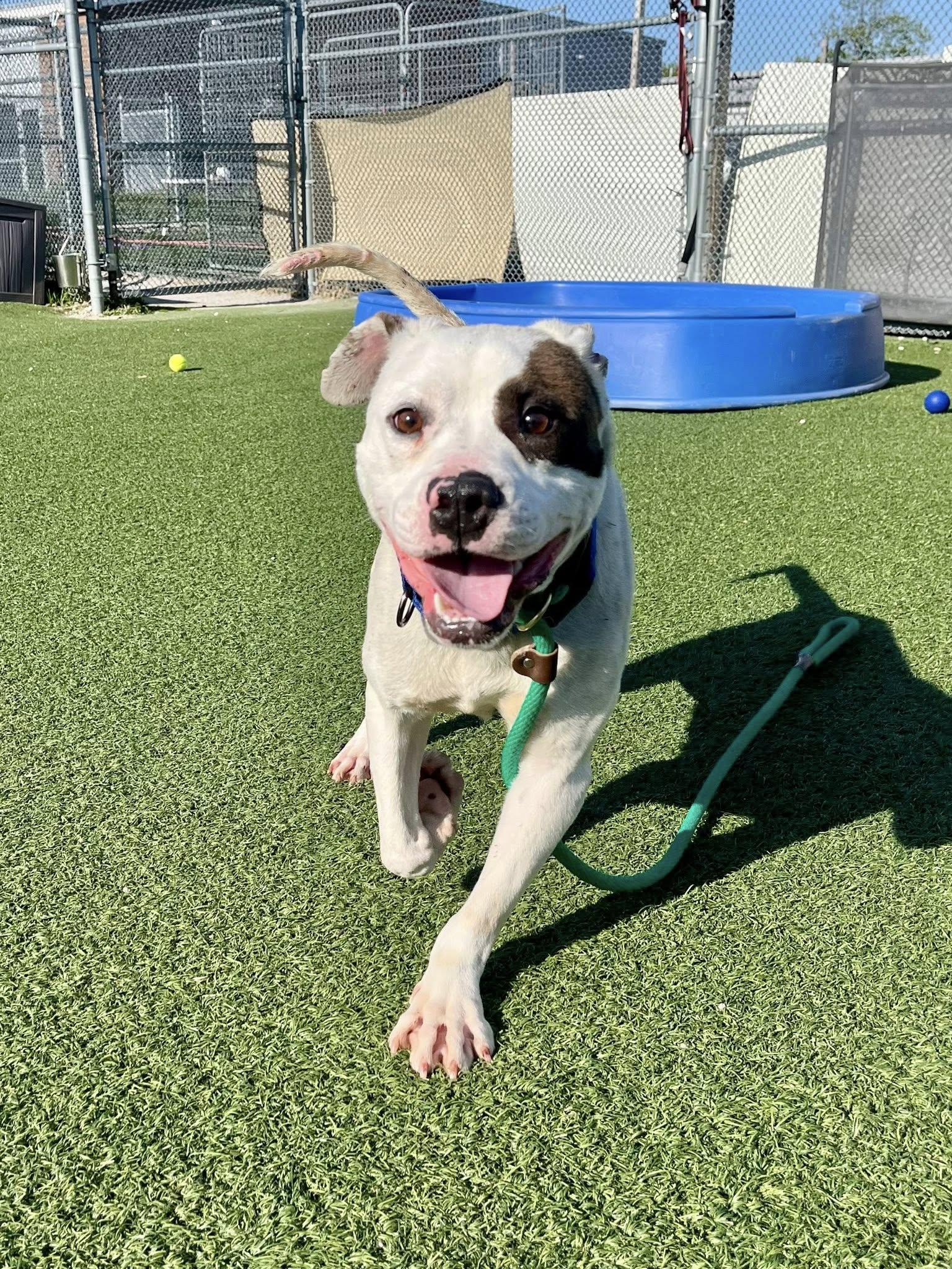 Barstow, an adoptable mixed breed in Cleveland, OH image 2/6
