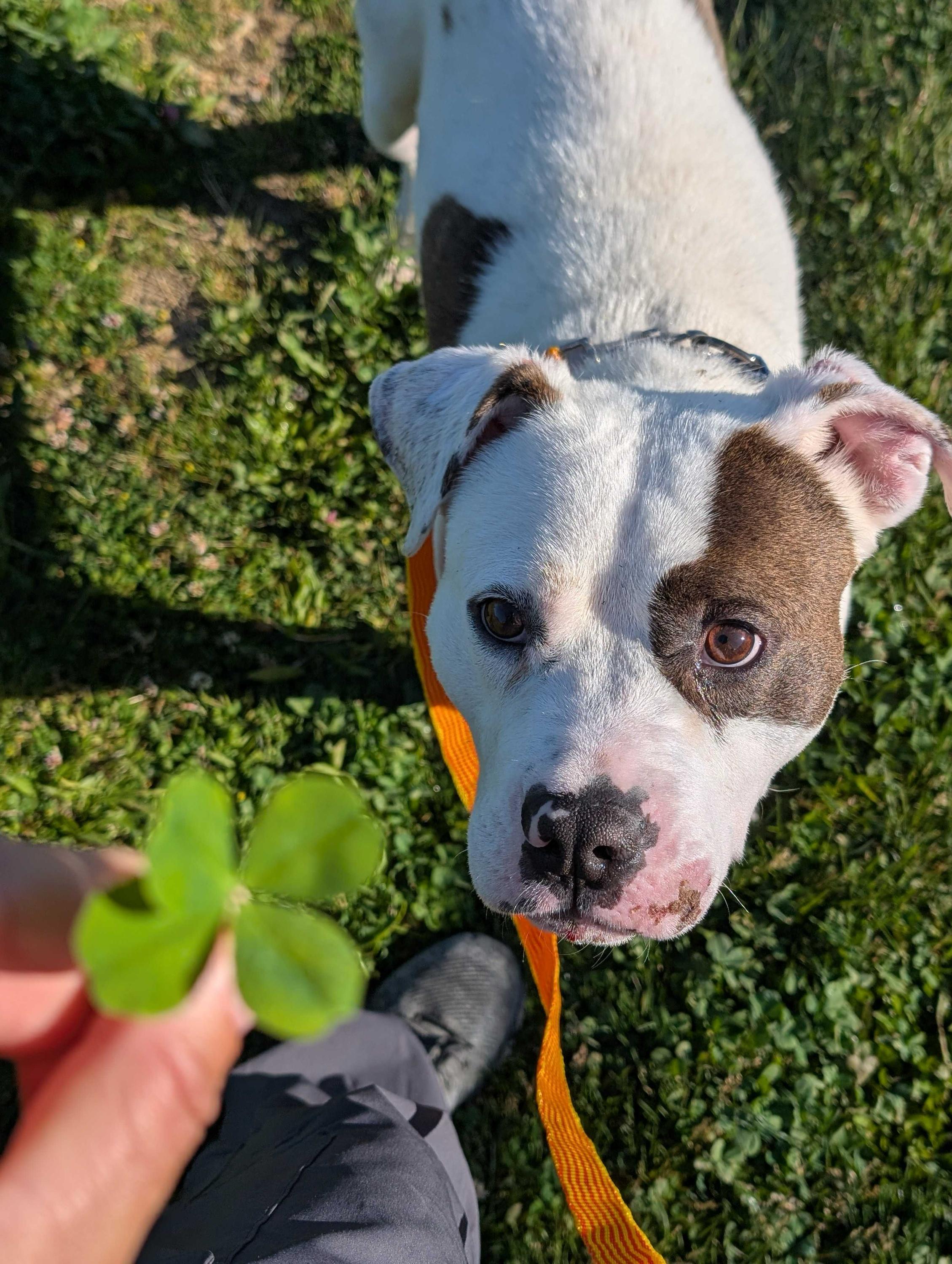 Barstow, an adoptable mixed breed in Cleveland, OH image 3/6