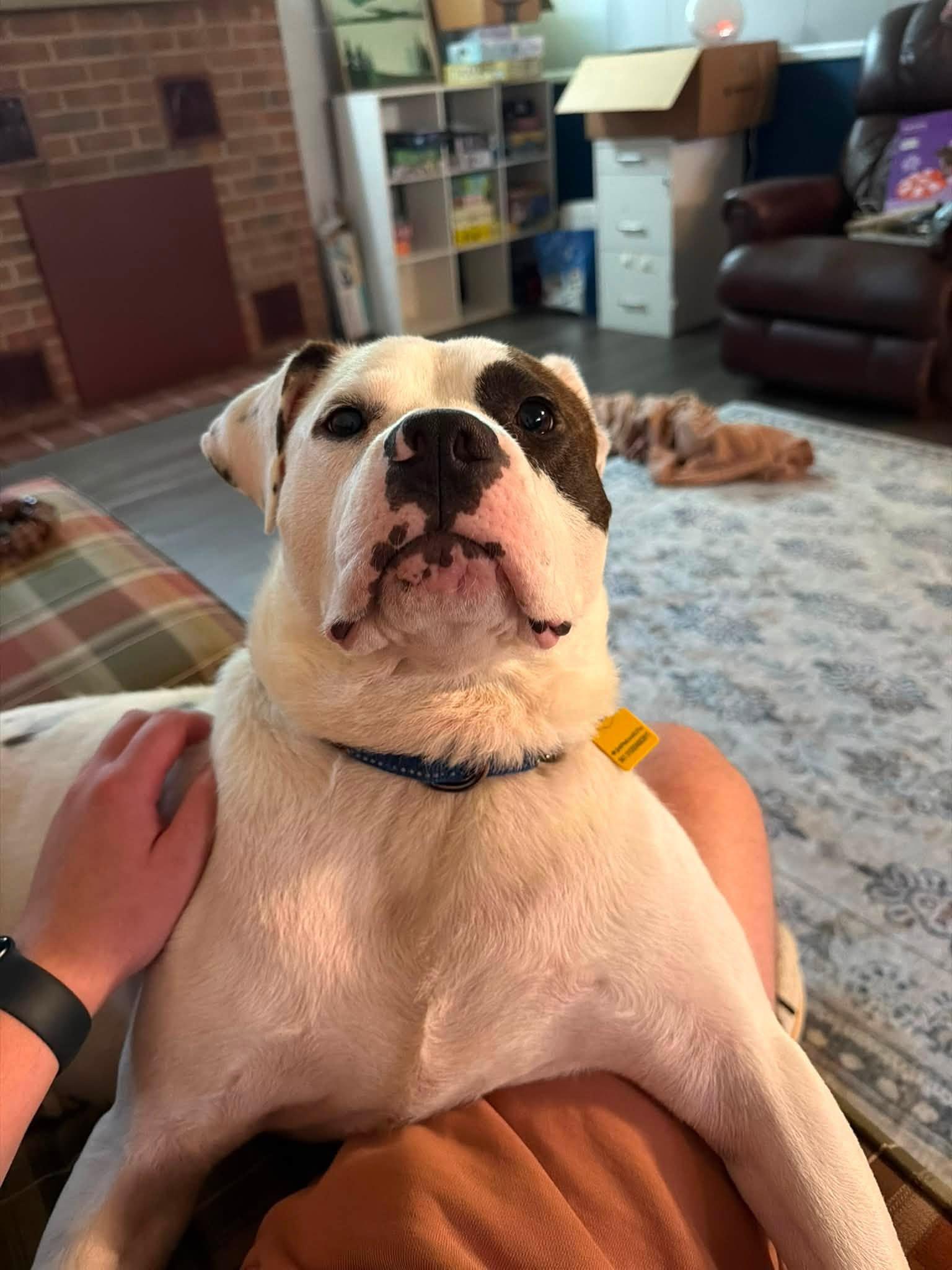 Barstow, an adoptable mixed breed in Cleveland, OH image 5/6