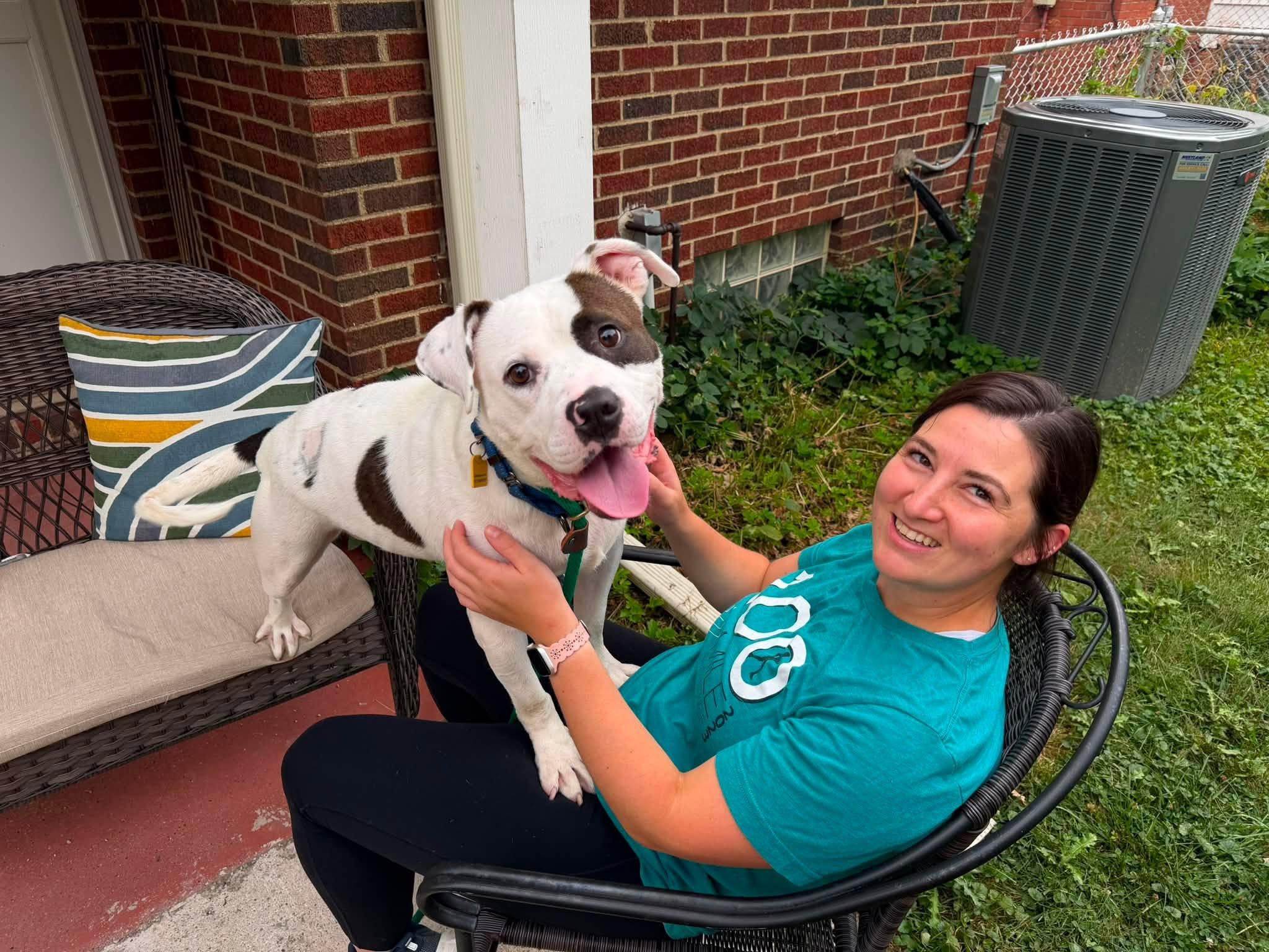 Barstow, an adoptable mixed breed in Cleveland, OH image 6/6