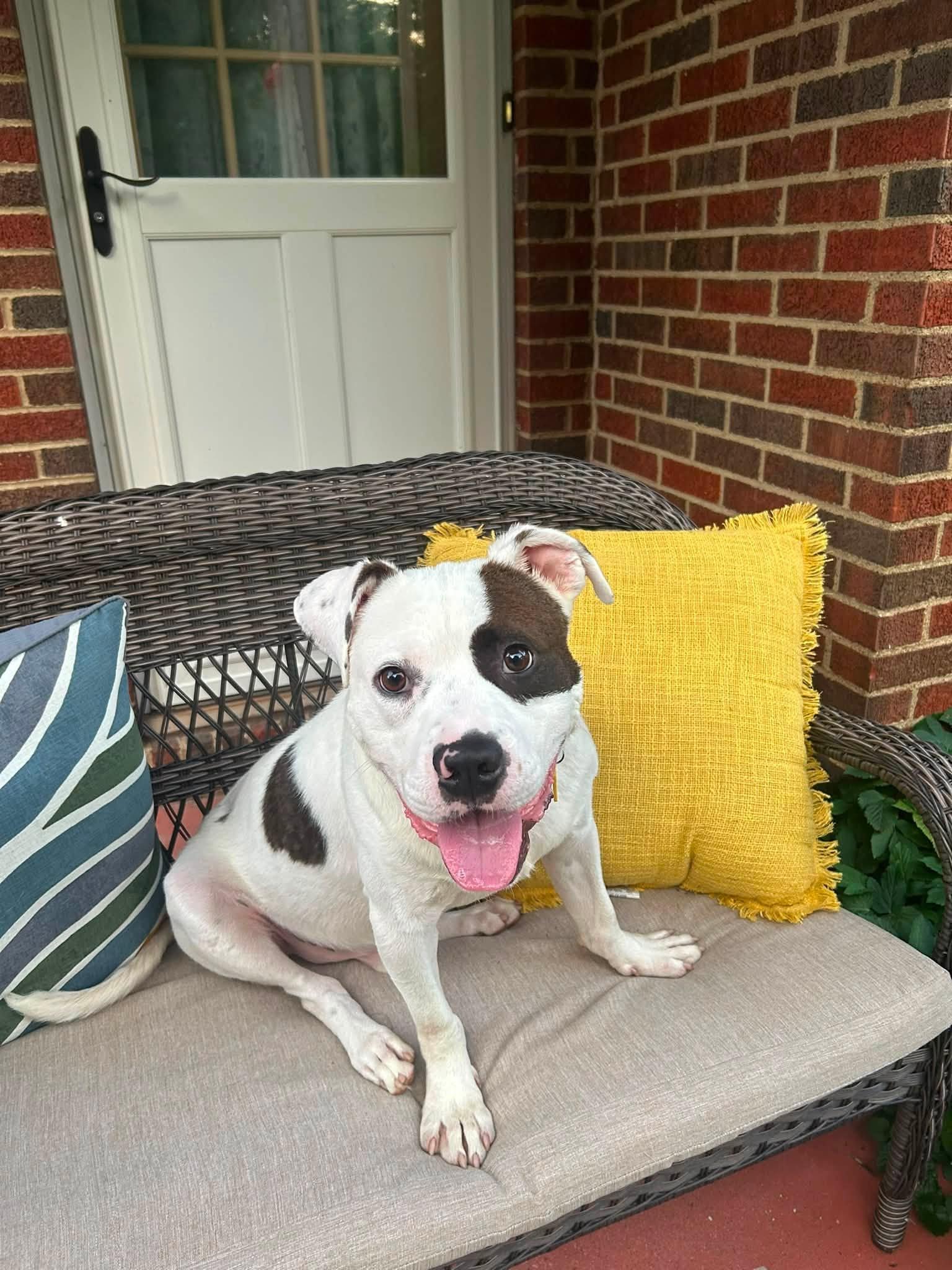 Barstow, an adoptable mixed breed in Cleveland, OH image 1/6